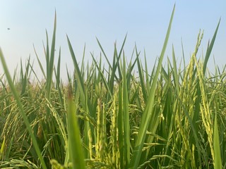 ripe rice plant seedheads ready for harvesting