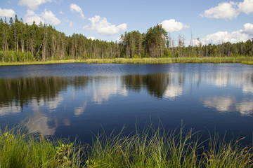 
forest lake and nature of the north of Russia