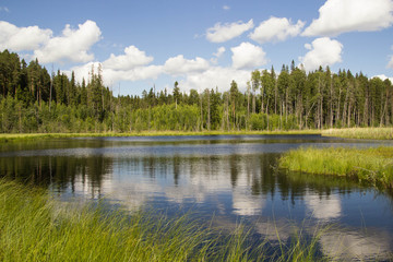 
forest lake and nature of the north of Russia
