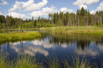 Fototapeta na wymiar forest lake and nature of the north of Russia