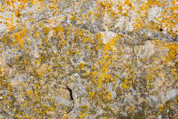 stone covered with yellow moss, texture of moss and stone