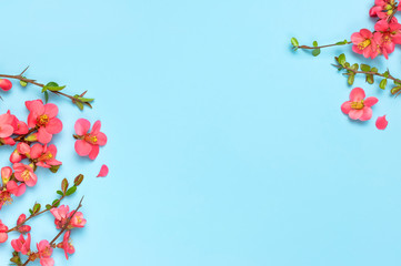 Springtime concept. Flat lay pink spring flowers on blue background top view Copy Space. Pink flowering branches. Summer bouquet lifestyle. Greeting card with delicate flowers floral background