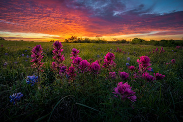 Texas Wildflowers at Sunrise - 334992836