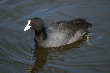 
closeup coot waterfowl in a pond