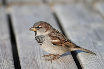 
Sparrow bird close-up on a bench