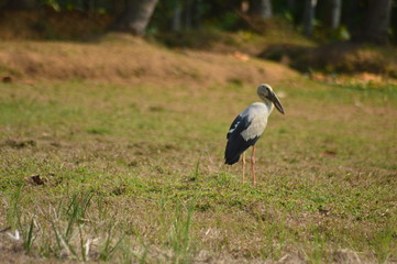 Obraz na płótnie Canvas stork in grass,asian open bill on paddy field hunting time close up shot