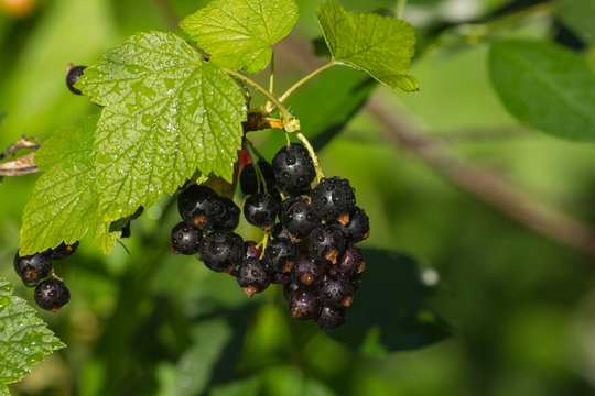 
Blackcurrant Berries Hang On A Bush