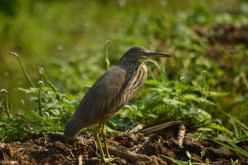 Pond heron,pond heron with blurred background on paddy field morning click,wallpaper,bird photography.