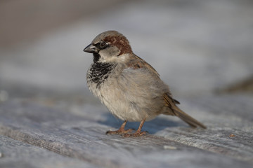 
Sparrow bird close-up on a bench