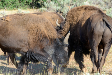 Fototapeta premium Büffel