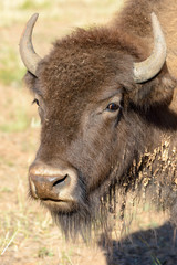 Büffel