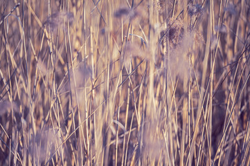 Dry reeds by the lake. Golden reeds in the sun in early spring. Abstract natural background.