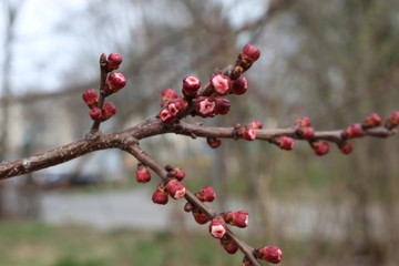 
Flower buds swollen on fruit trees in early spring