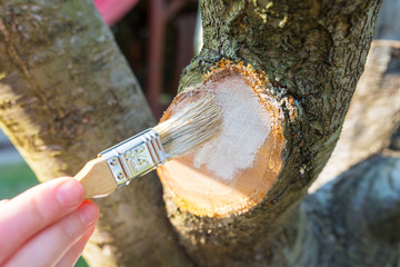 Protecting the pruned branch of the fruit tree - plum - with garden paste