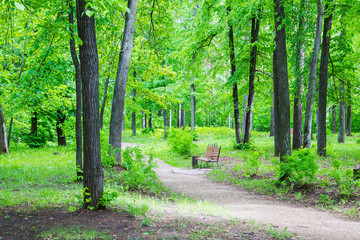 wooden bench in the summer city park