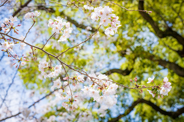 東京の芝公園の桜と新緑