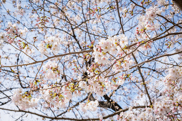 東京の芝公園の桜