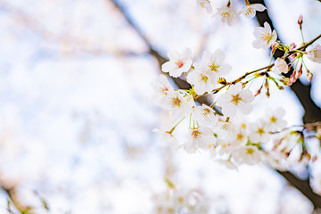 東京の芝公園の桜