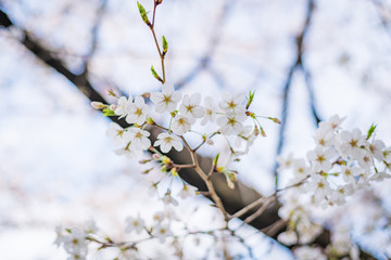東京の芝公園の桜