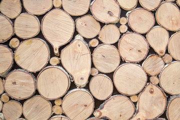 Fototapeta premium a wall of sawed ends of logs