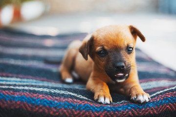 Close-up portrait of baby cheerful red dog lying outdoors.