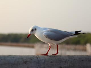 Seagulls on the rail around the mangrove slit