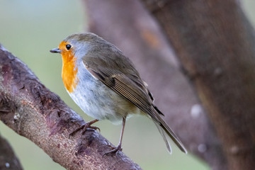 Robin