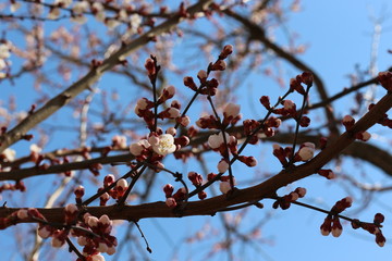 
Flowers bloom on apricot in early spring, before all fruit trees