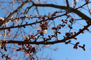 
Flowers bloom on apricot in early spring, before all fruit trees