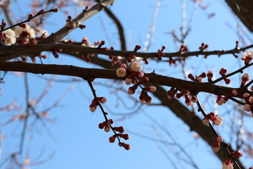 
Flowers bloom on apricot in early spring, before all fruit trees