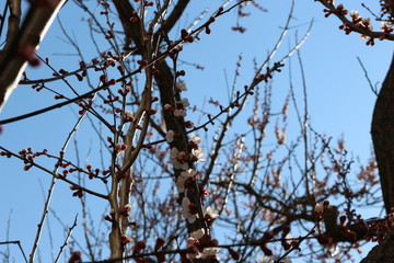 
Flowers bloom on apricot in early spring, before all fruit trees