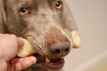 Perro de raza Weimaraner mordiendo un hueso blanco