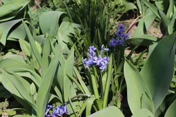 Obraz premium Purple hyacinths bloomed in the spring flowerbed
