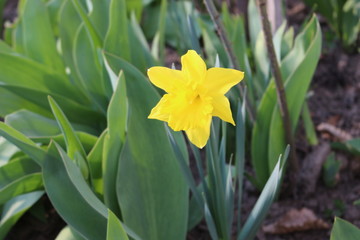 Fototapeta na wymiar Yellow daffodil bloomed in the flowerbed on a sunny spring day