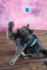 A playful cat in a costume