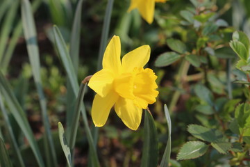 Yellow daffodil bloomed in the flowerbed on a sunny spring day
