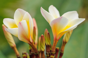  Tropical flowers frangipani in Thailand  