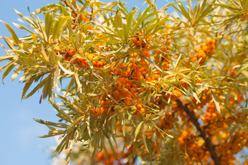 Naklejka na ściany i meble .branch of orange sea buckthorn berries
