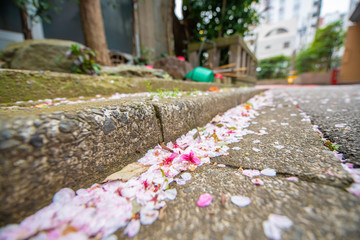 東京都内の桜の散った道路