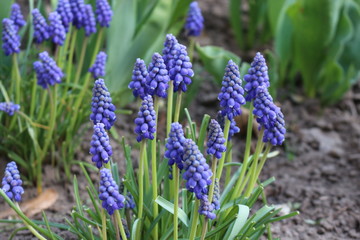 
Bright blue muscari bloomed in the flowerbed in early spring