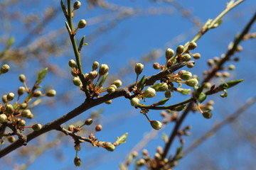 
Flower buds swollen on fruit trees in early spring
