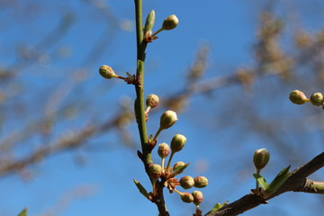 
Flower buds swollen on fruit trees in early spring