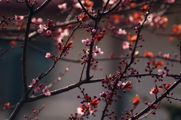 Sweet blossom orange