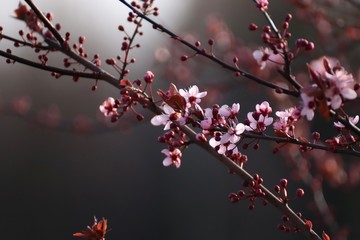 Cherry blossom orange