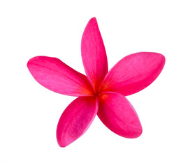 Plumeria isolated on white background