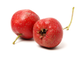 Hawthorn on a white background 