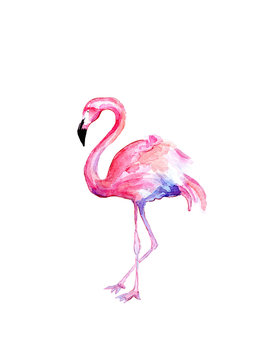 Watercolor draw of flamingo
