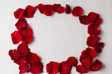 background texture frame of red rose petals on a white background