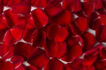 background texture of red rose petals
