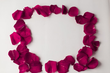 background texture frame of pink rose petals on a white background
